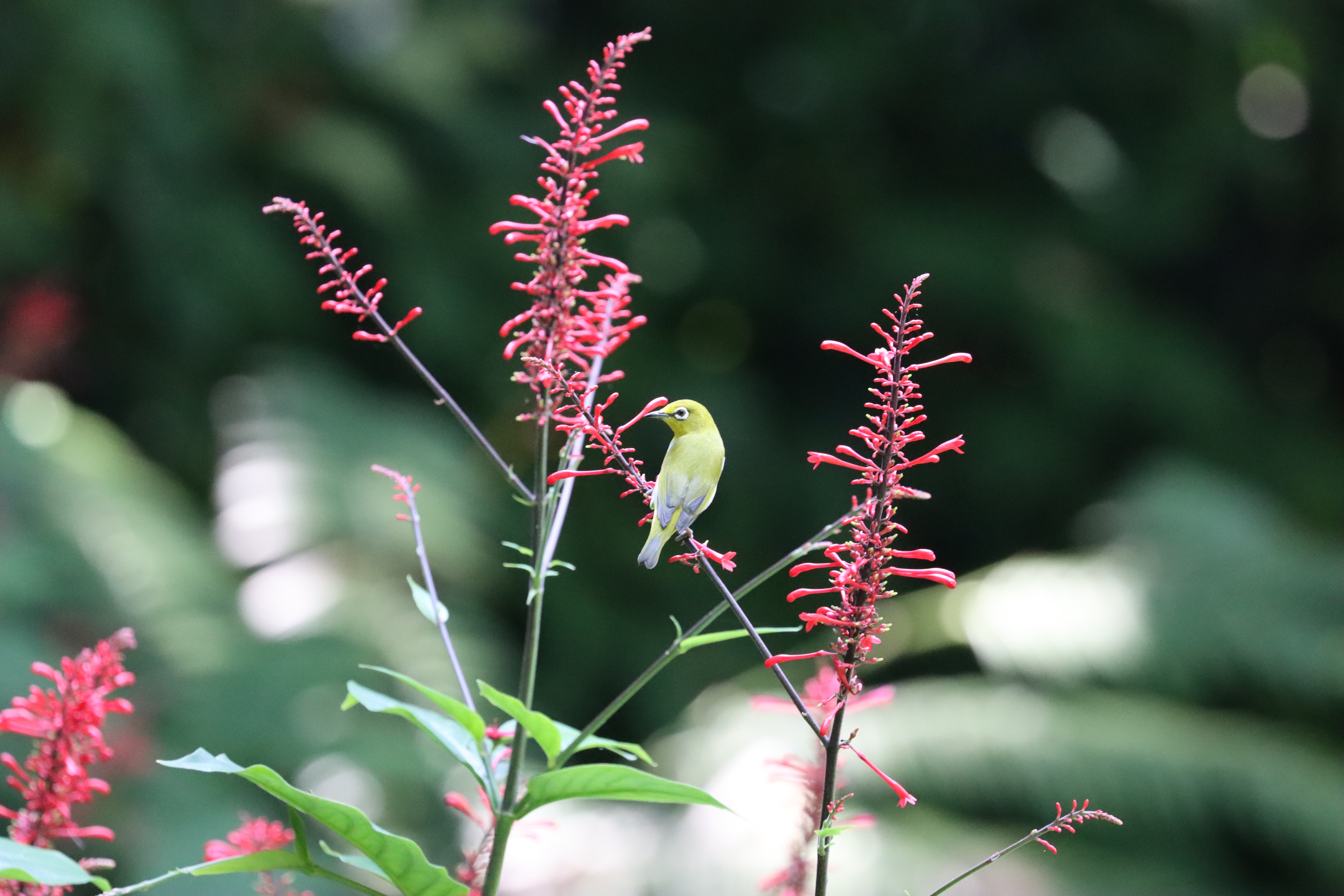 Explorez la grande diversité des oiseaux à Taiwan !