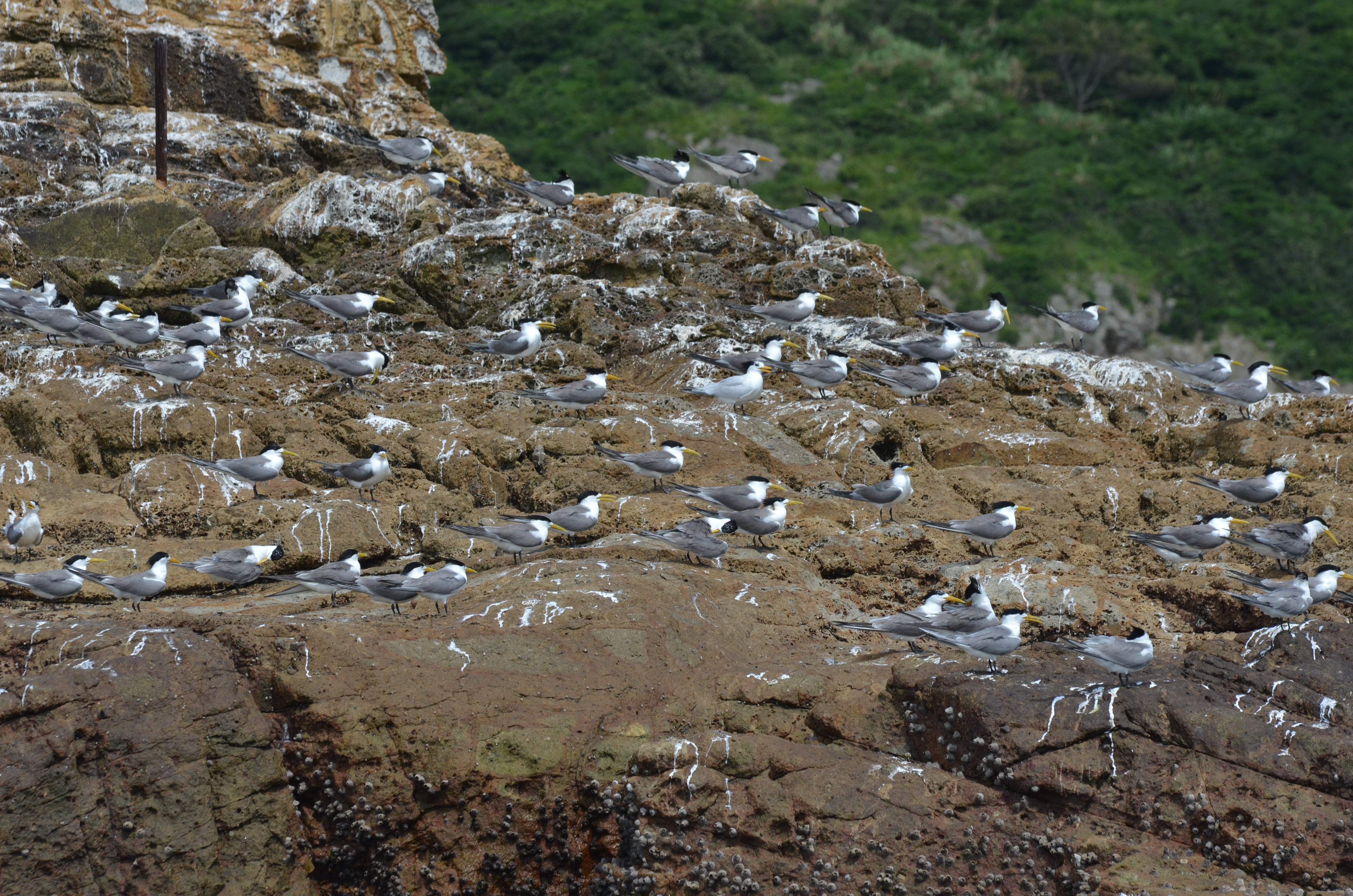 Focus sur les oiseaux migrateurs à Taiwan !