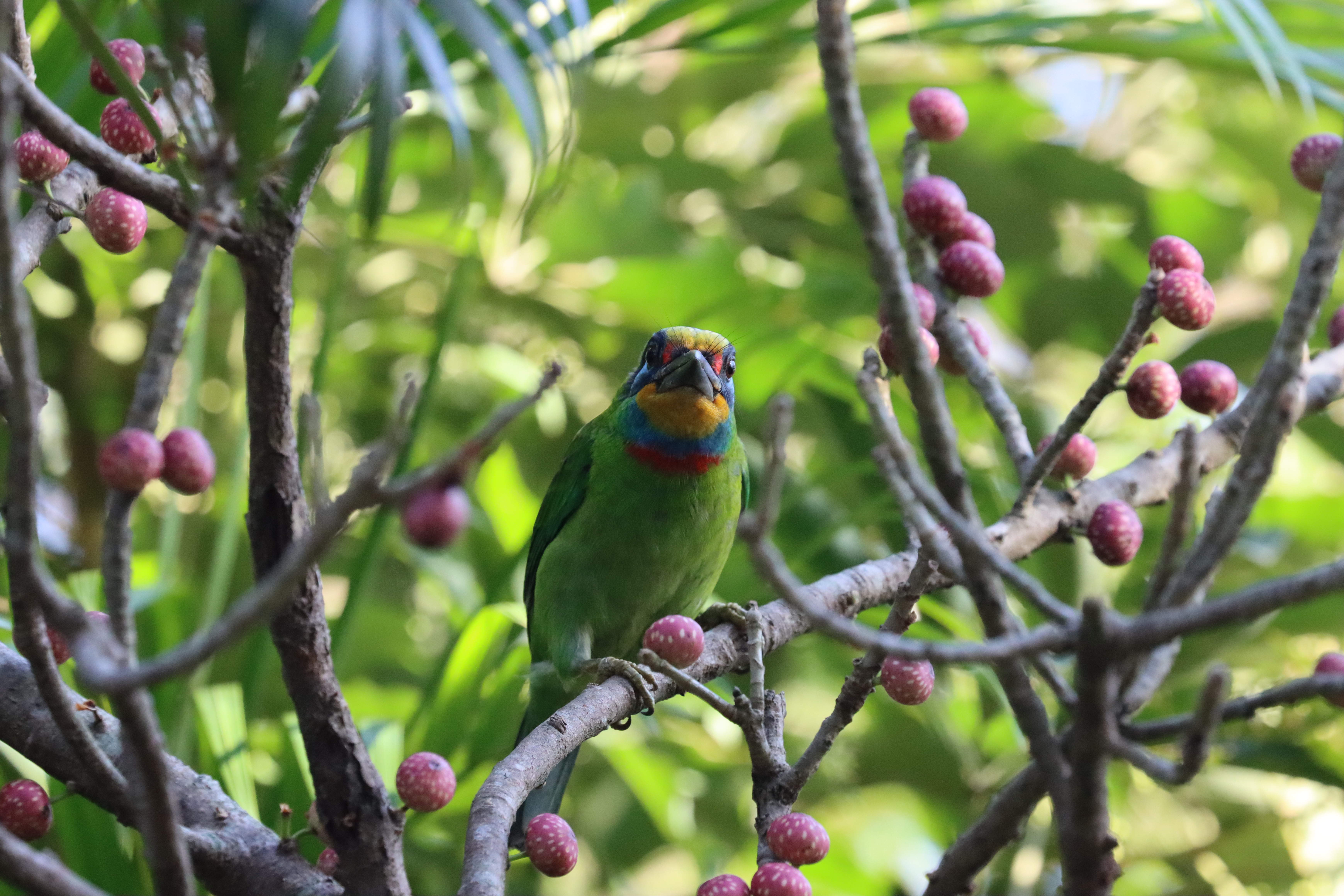 Focus sur les oiseaux migrateurs à Taiwan !