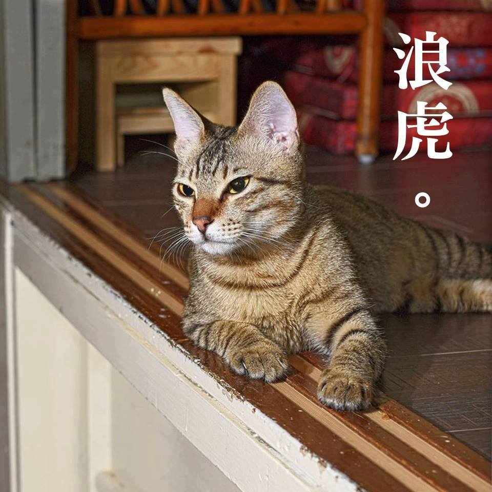 'Langlang ne pleure pas' invente le café-refuge animalier