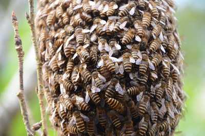 La recherche taiwanaise confirme la piste des pesticides quant à la disparition en masse des abeilles