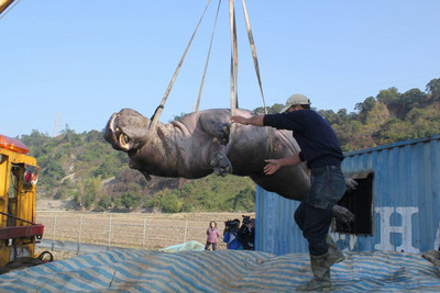Hippopotame Ahe est mort