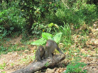 Mise à mort des macaques formosans