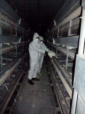 Les rapports de grippe aviaire se multiplient