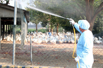 Nouveau bilan de la grippe aviaire : 38 fermes touchées