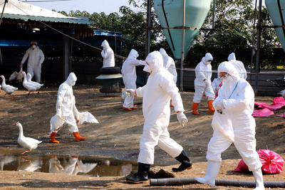 Les virus de la grippe aviaire seraient arrivés à Taiwan à la fin 2014