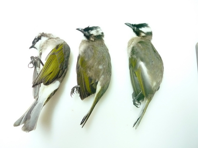 Le virus H5N3 qui touche les volailles taiwanaises est retrouvé chez les oiseaux migrateurs