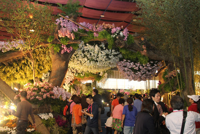 Les orchidées taiwanaises sont extrêmement prisées à travers le monde