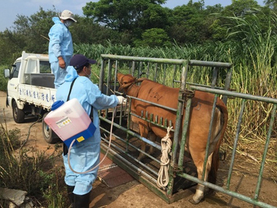 Le 2e cas de fièvre aphteuse à Kinmen ne doit pas affecter l’éradication de la maladie à Taiwan