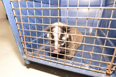 2e cas d’attaque par un blaireau-furet enragé à Taiwan