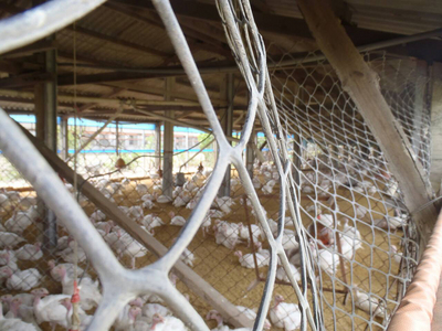 Une ferme à Yunlin est frappée par la grippe aviaire