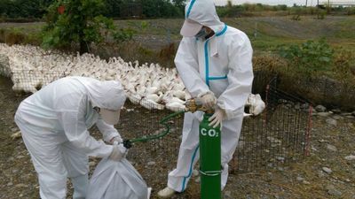 Plus de 8000 canards abattus après une infection aviaire au virus H5N8 dans le sud de Taiwan