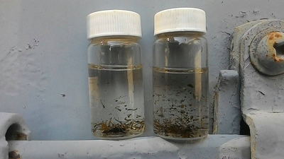 Les autorités sanitaires constituent un réseau national de test de Zika