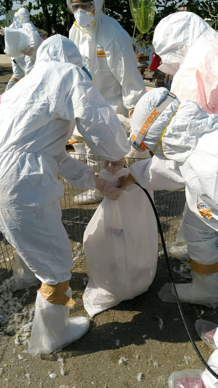 Grippe aviaire : un abattoir du Nouveau Taipei suspend ses opérations 24 heures