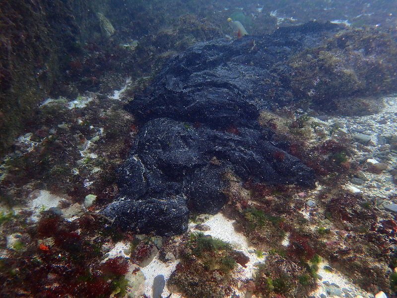 Taiwan s’allie à l’Australie pour retrouver le navire à l’origine de la pollution de l’île verte