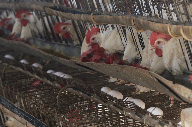 Pas d'œufs issus de l'élevage en cage à Carrefour Taïwan en 2025