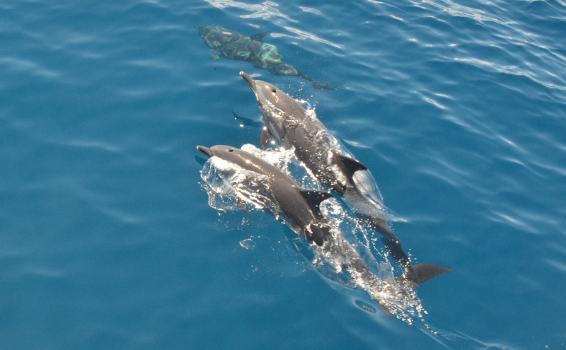Les fermes éoliennes offshore, un danger pour les dauphins taïwanais ?
