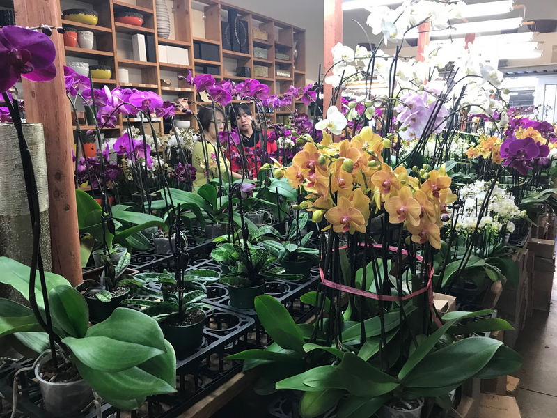 Nouvelles fréquences, fleurs voyageuses, démocratisation, don du sang et bonheur !