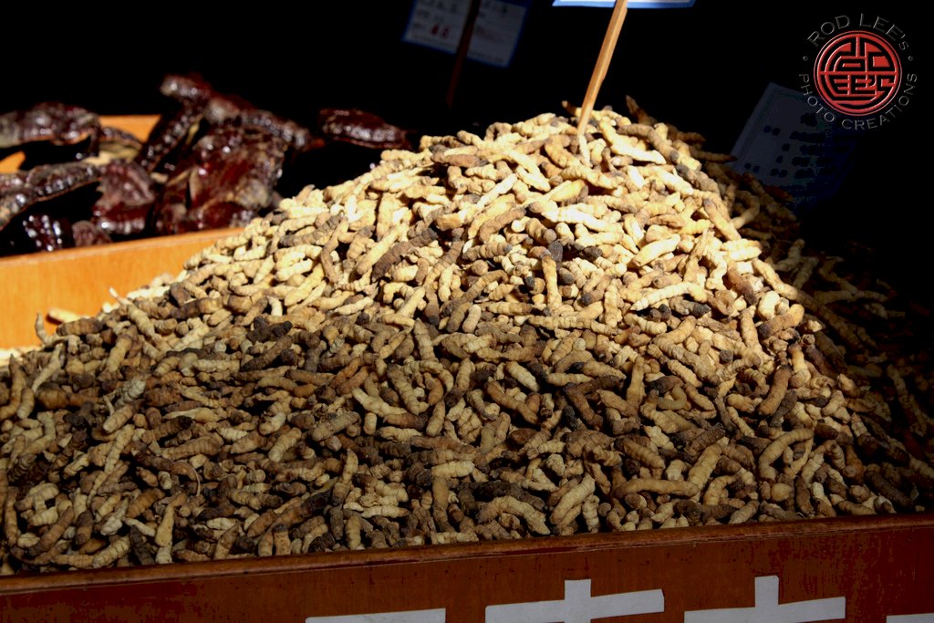 Un champignon chenille aux vertus médicinales