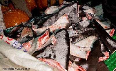 Le chalutier Shuen De Ching No. 888 attrapé par Greenpeace pour la découpe d’ailerons de requins