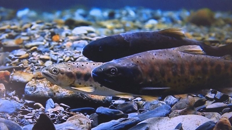 Le saumon indigène aura probablement un deuxième habitat