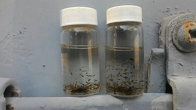 Les autorités sanitaires constituent un réseau national de test de Zika