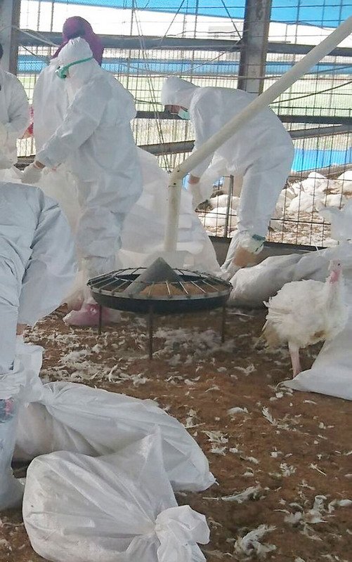 Les inspections des abattages clandestins seront organisées sur une base hebdomadaire