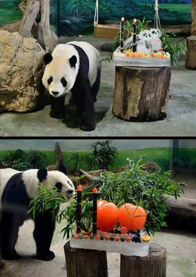 Les pandas du zoo de Taipei fêtent leurs anniversaires