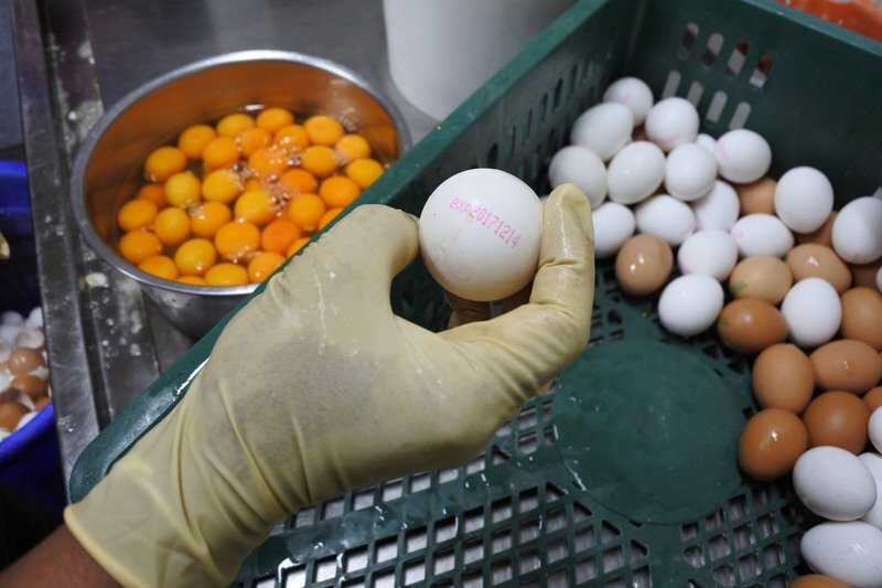 Œufs contaminés au fipronil (archive CNA)