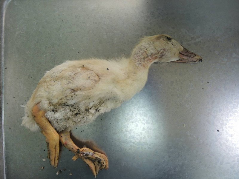 Premier cas de grippe aviaire H5N6 chez les oies à Taiwan