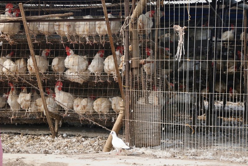 Six collectivités locales sont désormais touchées par le virus H5N6
