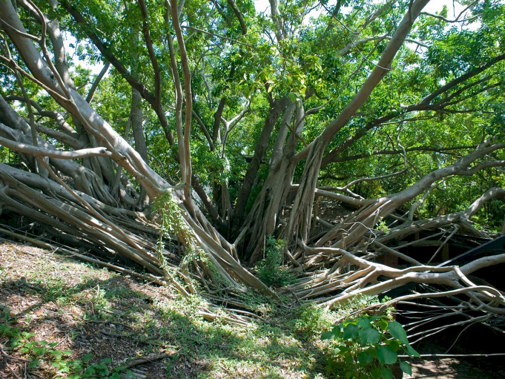 à Tainan, au fort Zeelandia et à la maison des arbres