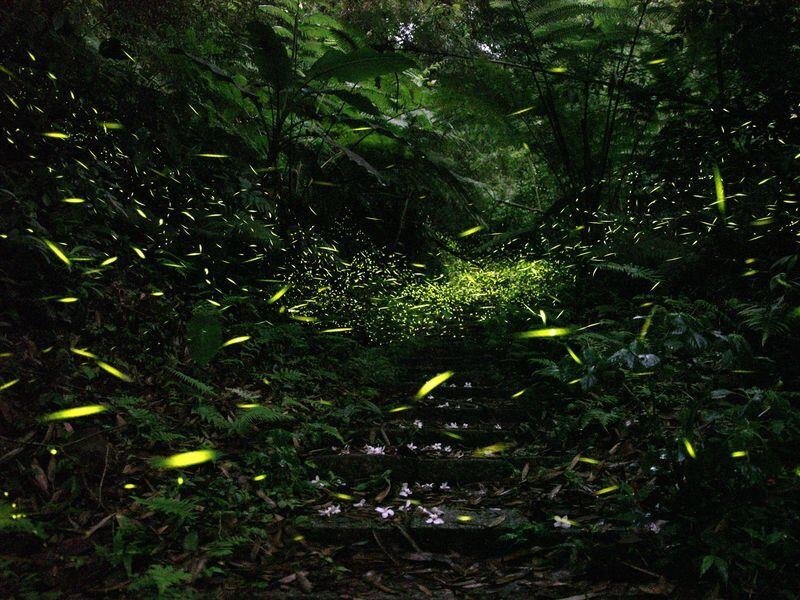 OEPAT: lucioles, noix d'arec et vestiges
