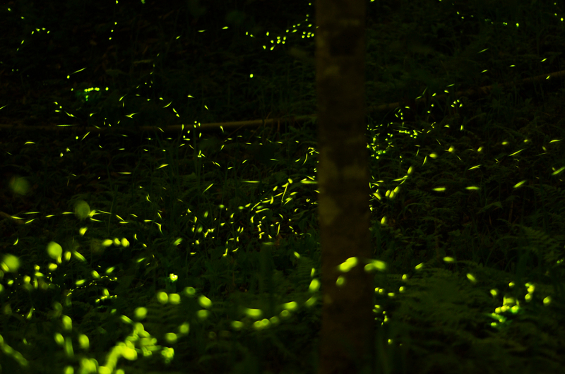 Les lucioles brillent de mille feux
