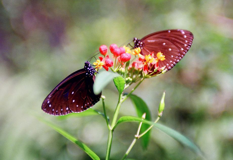 L’euploea au rendez-vous à Linnei