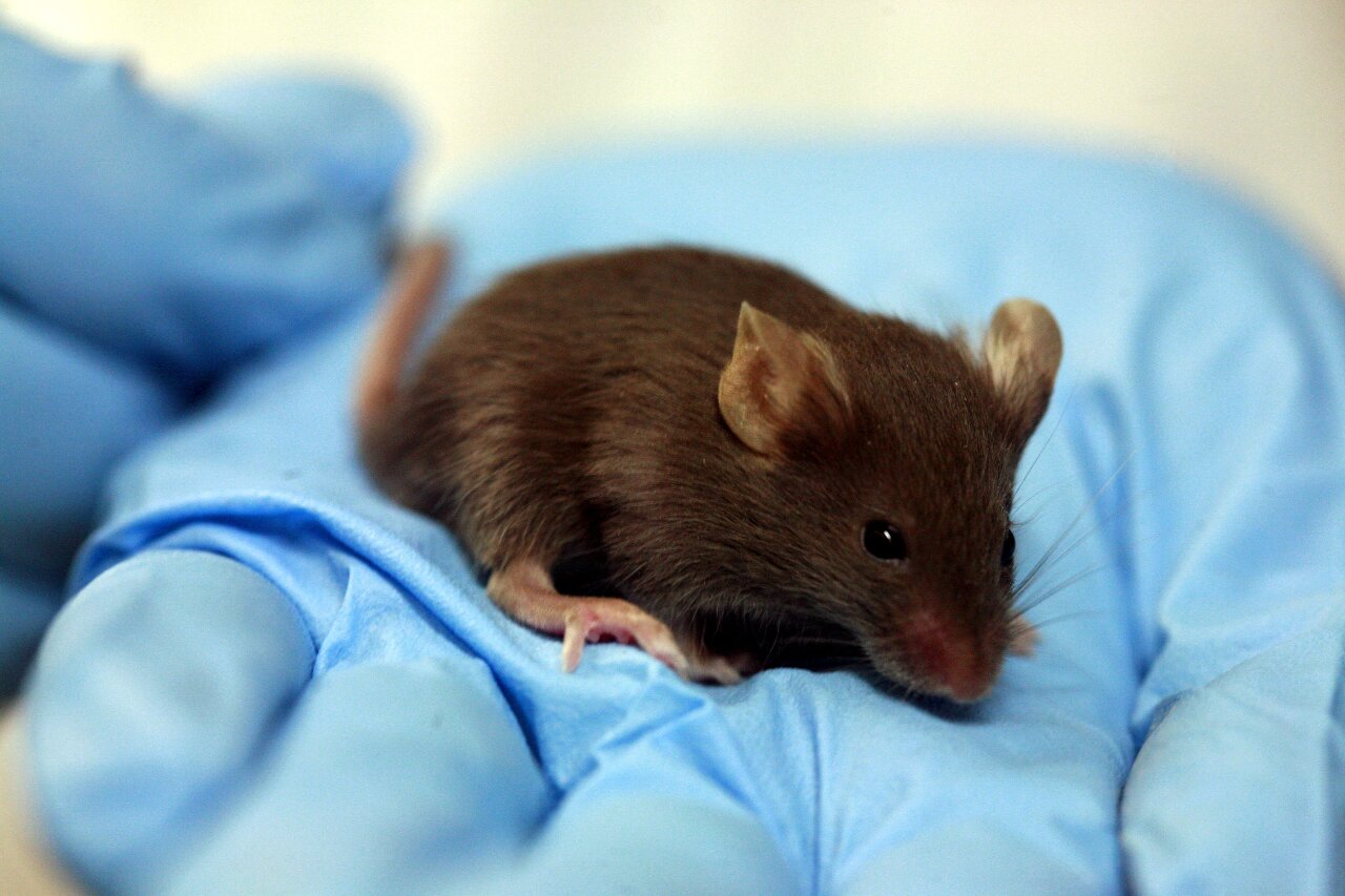 Biolasco et l'élevage d'animaux de laboratoire, un marché lucratif