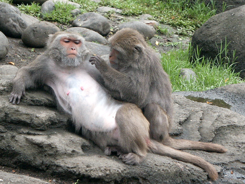 Faut-il protéger le macaque de Formose ?