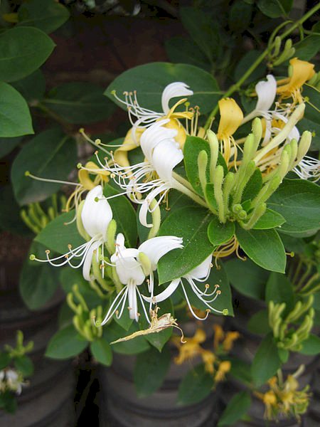 Fleur or-argent de chèvrefeuille de Chine (image wikimedia commons)