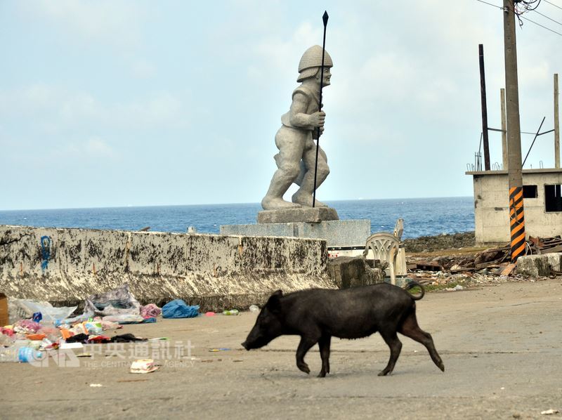 Sur l'île des Orchidées on peut rencontrer facilement des sangliers (phto : CNA)
