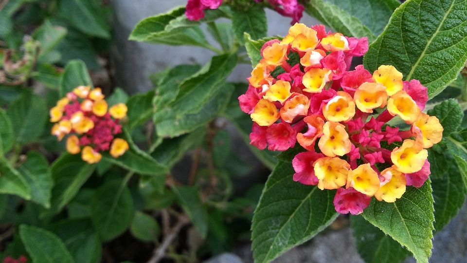 Au courrier ce samedi : entre fleurs et diplomatie sans oublier les concours