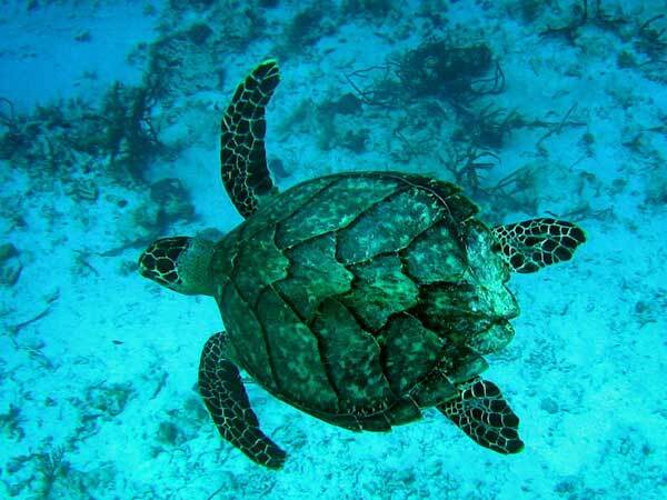Penghu relâche 15 tortues dans la nature