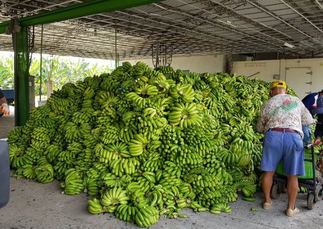Le trop beau temps fait des victimes agricoles
