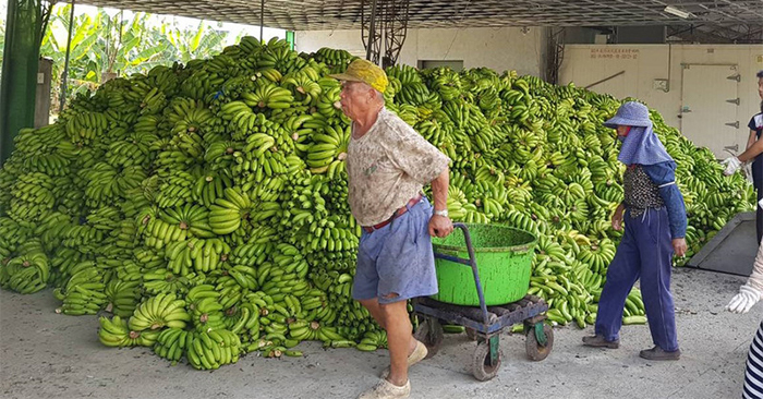Décryptage : Comment éviter la chute des prix des bananes ?