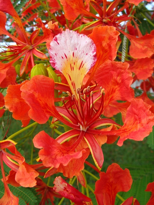 La floraison qui annonce la fin de l’année scolaire