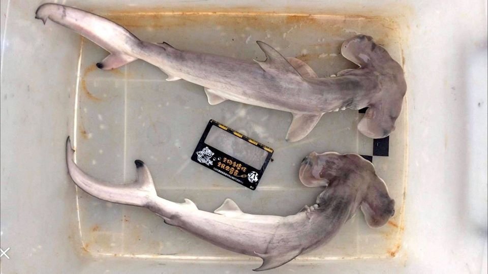 Des bébés requins-marteaux halicornes découverts au nord de Taiwan