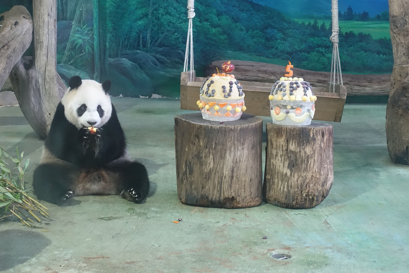 Yuan Zai fête ses 5 ans aujourd'hui !