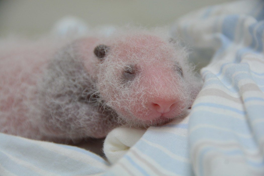 Yuantsai, le bébé panda né au zoo de Taipei le 6 juillet 2013 de parents chinois, Yuan Yuan et Tuan Tuan, offerts par la Chine (crédit photo: UDN)