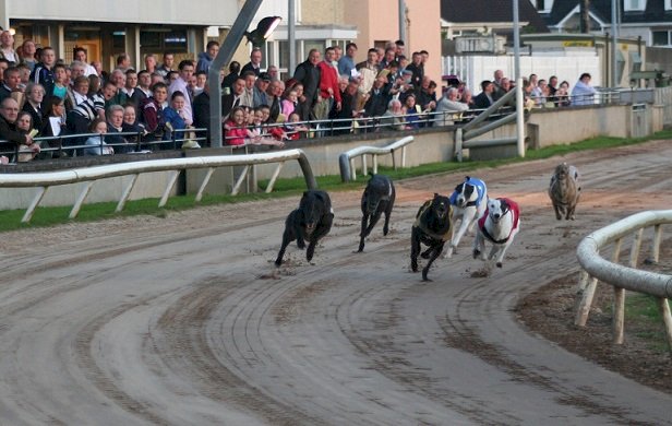 Course de lévriers (source image: Wikipédia)