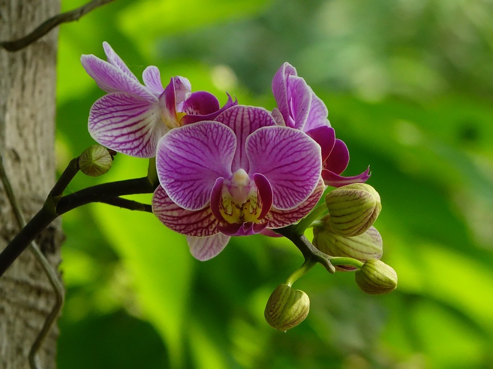 Orchidée papillon (photo : Pixabay)
