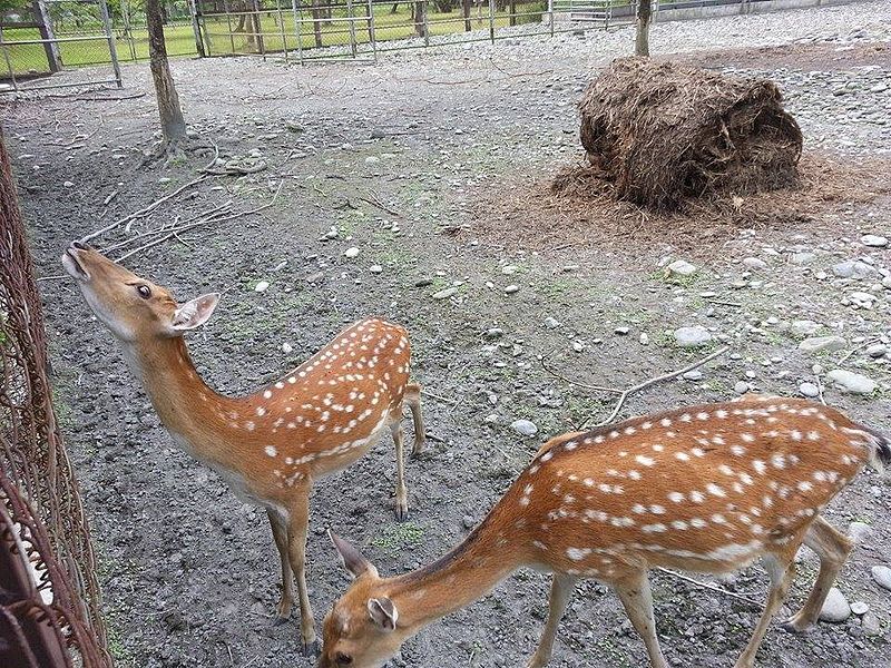 Quand le cerf Sika formosan est de retour...